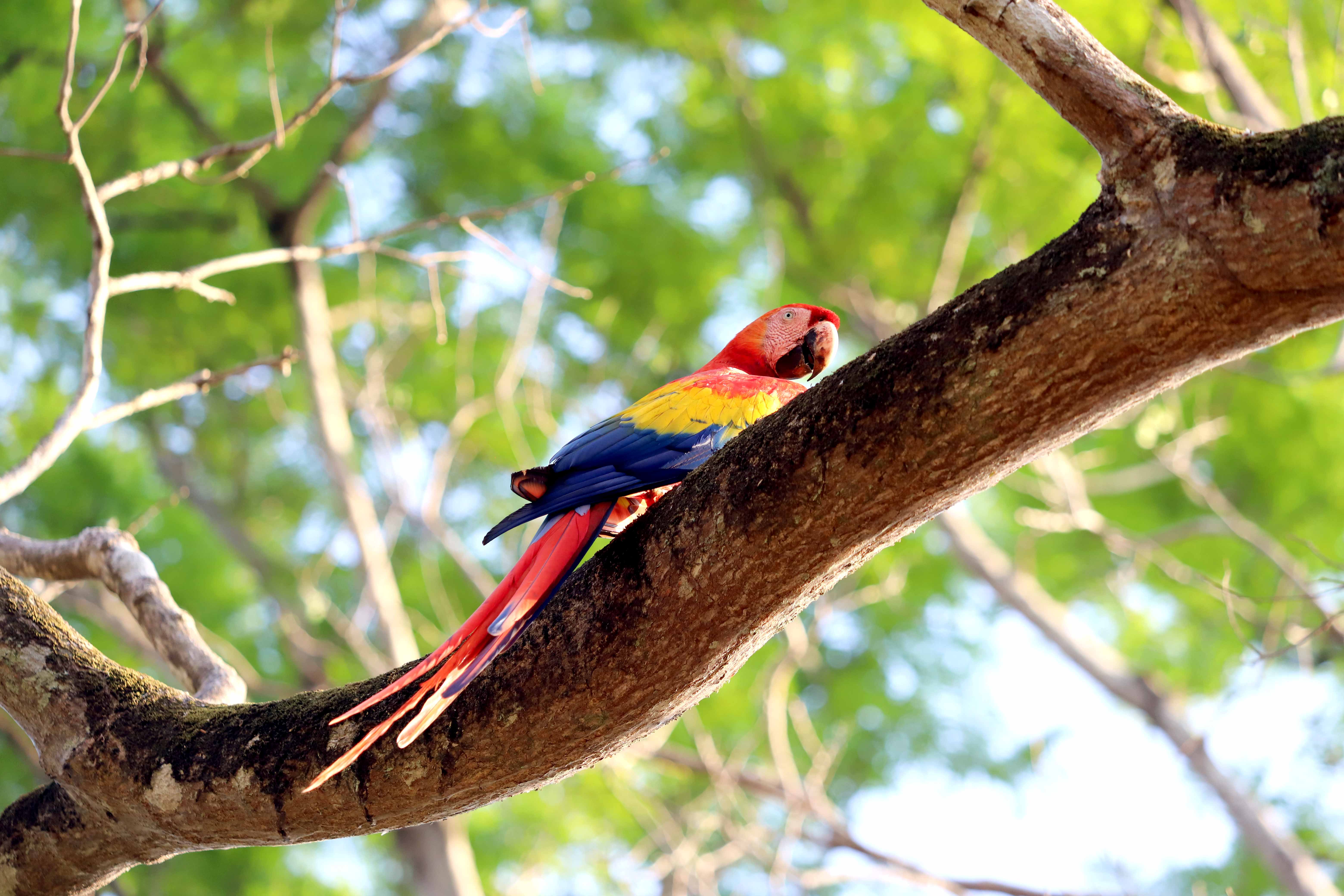 animals-costa-rica